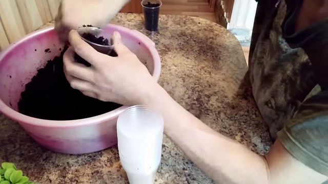 Пикировка рассады табака.