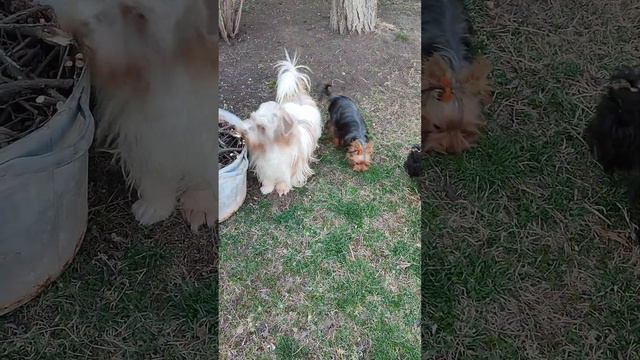 Чудо собака человек🔥Мальчик бивер в поиске владельцев.Доставка.Все вопросы по +79788972514 Вайбер в смотреть онлайн