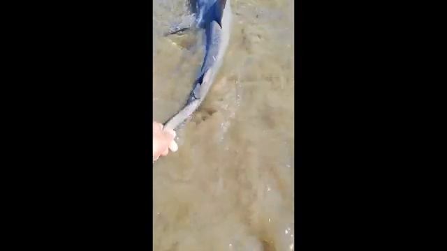 3 Акулы, как с куста! смотреть онлайн