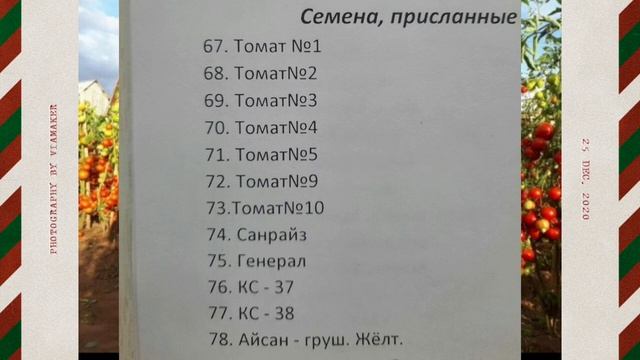 Фотокаллаж. Сорта томатов из Бурятии. смотреть онлайн