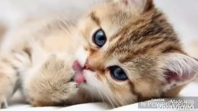 Котики - самые мягкие и пушистые животные на свете!!! смотреть онлайн