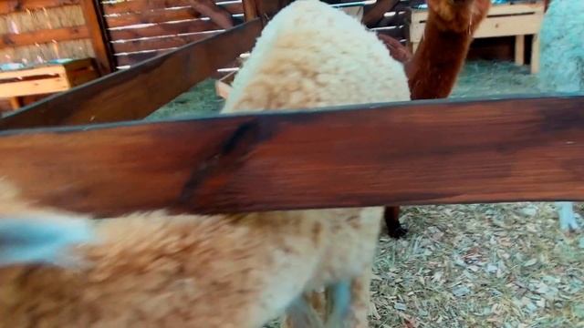 Країна розваг ВДНХ. Контактный зоопарк в Киеве. Страна развлечений. Играем с настоящим львом. смотреть онлайн