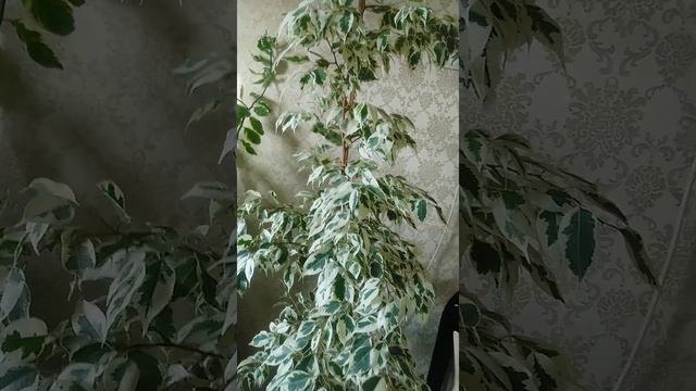 Фикус Бенджамина де Гантель Вариегатный ficus #фикусы #фикусбенджамина #фикус смотреть онлайн
