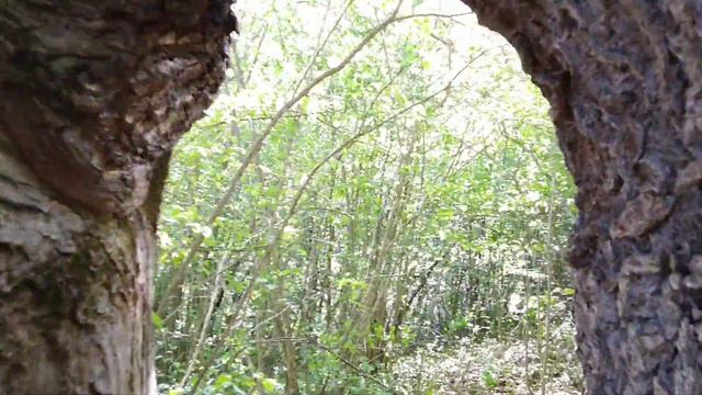 Волшебное дерево в виде арки. смотреть онлайн