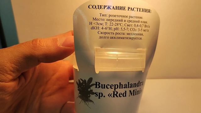 Живое аквариумное растение Буцефаландра Рэд Мини меристемное смотреть онлайн