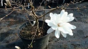 МАГНОЛИЯ СТЕЛАТА,