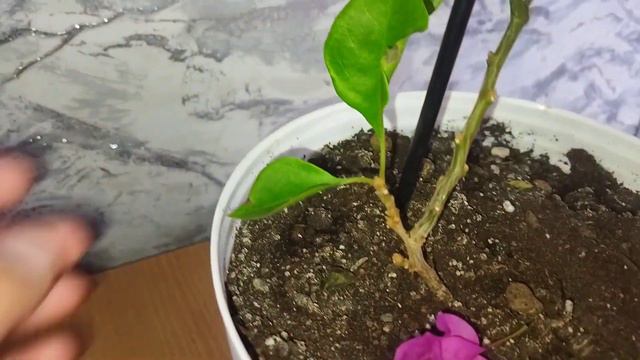 Как заставить бугенвиллию вновь зацвести? бугенвиллия уход #бугенвиллия #orhids #plants#bugenvil смотреть онлайн