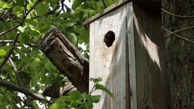 СкворечникСнаружи2020 05 28 Подлеты 1 скворцов с личинками, и полевого воробья смотреть онлайн