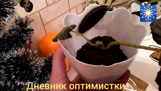 Бегония королевская, размножение листком. Очень просто! Пересадка. смотреть онлайн