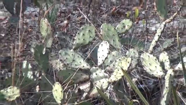 Opuntia ammophila Small 1919 (#8) смотреть онлайн