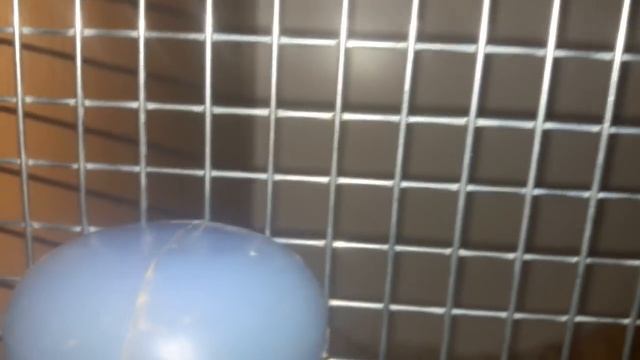 Поилка для Шиншилл! Какой должна быть поилка и Какую водичку можно давать Шиншиллкам! смотреть онлайн