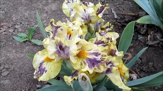 Scondrel, Johnson’10. Скоундрел. Карликовий ірис. смотреть онлайн