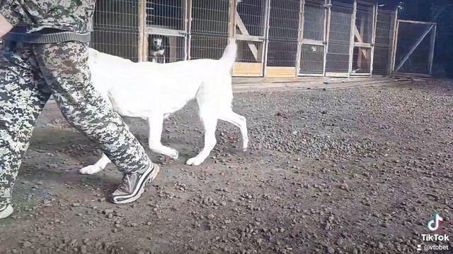 ЗУР БАШИ питомник Среднеазиатских овчарок (АЛАБАЙ ЩЕНКИ АЛАБАЯ ПРОДАЖА) АМИША💖 смотреть онлайн