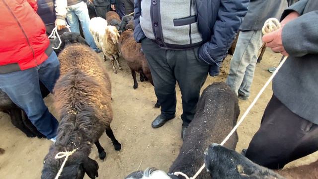 АЛА БУКА РАЙОНУ АККОРГОН МАЛ БАЗАРЫ смотреть онлайн