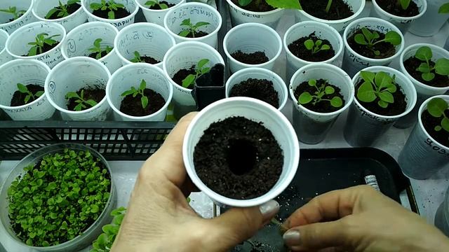 Пикировка + укоренение петунии, быстро и правильно.#пикировкапетунии смотреть онлайн