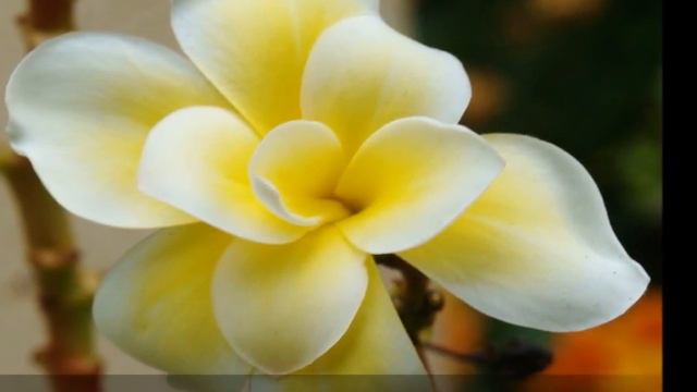 Plumeria Picture Video 2007 - 2012 смотреть онлайн