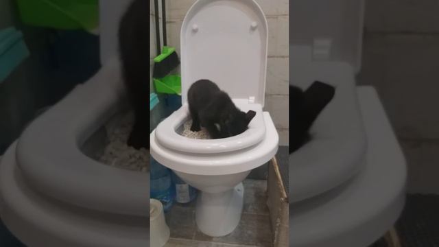 Приучение котёнка к унитазу. Второй день использования системы для приучения смотреть онлайн
