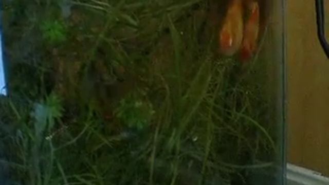 Tiger barb Puntius tetrazona breeding .MOV смотреть онлайн