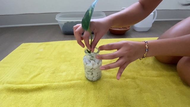 Growing Pothos & Piccolo Banda Peperomia in Water!? смотреть онлайн