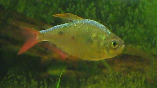 Micobacterium on Columbian tetra | Колумбийская (сапфировая) тетра, поражённая туберкулёзом смотреть онлайн