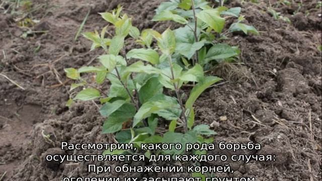 Как избавиться от поросли сливы на участке навсегда смотреть онлайн