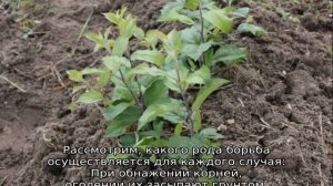 Как избавиться от поросли сливы на участке навсегда