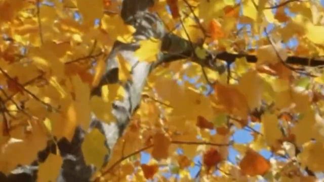 Осень.Сергей Чекалин. смотреть онлайн