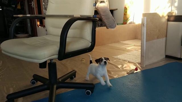 Тренажёр для Джек Рассел терьера смотреть онлайн