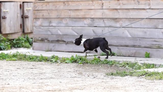 Маус ЗКС смотреть онлайн