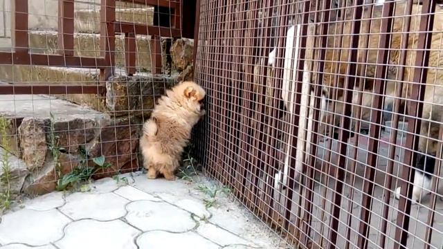 Акита Астер и шпиц Марселина смотреть онлайн