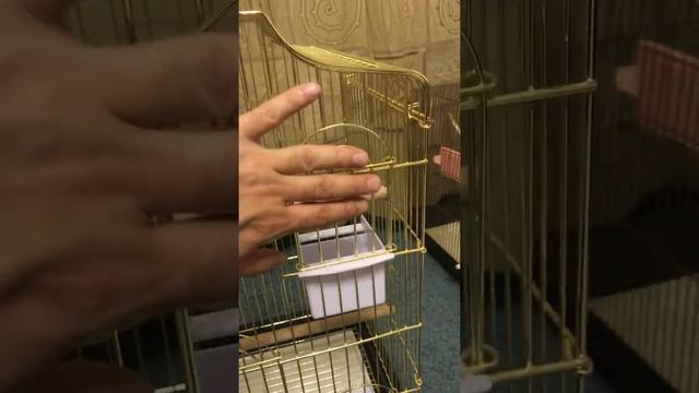 Клетка для попугая смотреть онлайн