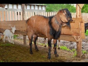 Устройство загона для коз.  Подсобное хозяйство Руськиных