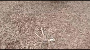 ПОИСК ЛОСИНЫХ РОГОВ . СКОЛЬКО ЖЕ ИХ ТУТ ЛЕЖИТ ?