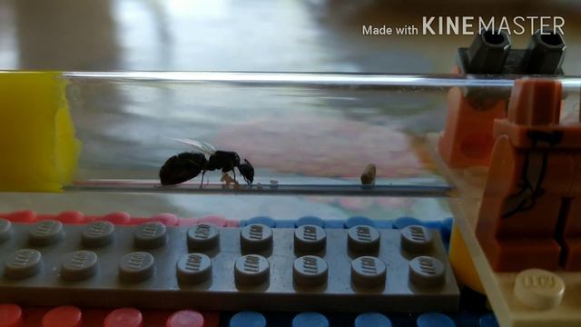 Эксперимент! Подброс коконов к матке Camponotus turkestanicus. Camponotus turkestanicus #1 смотреть онлайн