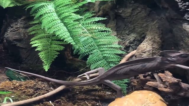 Wild Python смотреть онлайн