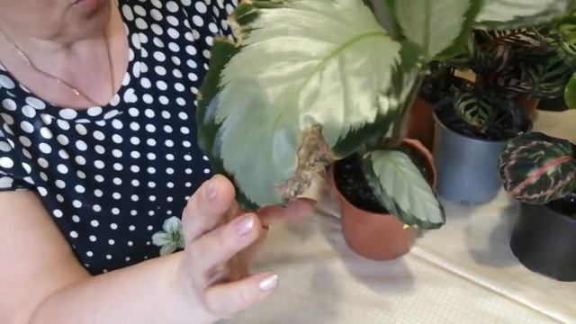 Калатеи, сорта в моей коллекции. смотреть онлайн