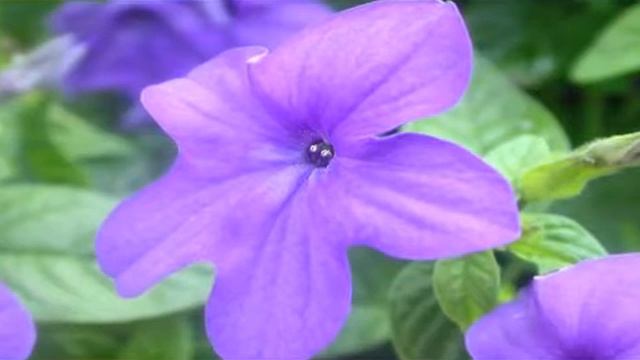 How to Grow Amethyst Flower (Browallia Speciosa) смотреть онлайн