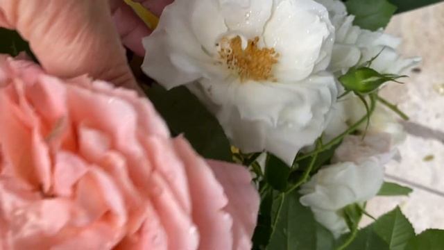 Роза Пич Аваланж ???♀️☔️☔️☔️??♀️? розы после ливня… смотреть онлайн