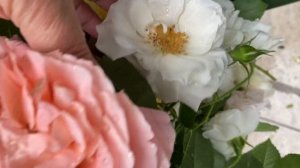 Роза Пич Аваланж ???♀️☔️☔️☔️??♀️? розы после ливня…