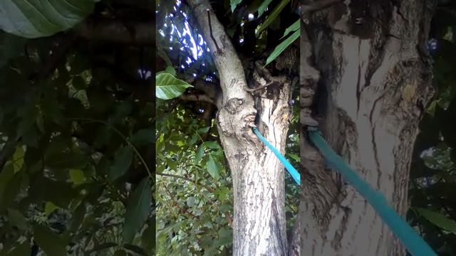 Дупло #2 намёки... +У мамы инфаркт! смотреть онлайн