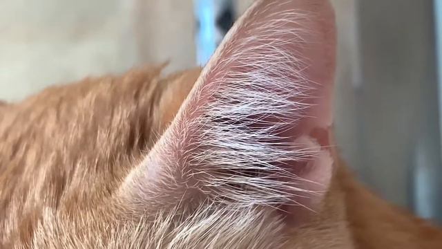 😹 My macro cat смотреть онлайн