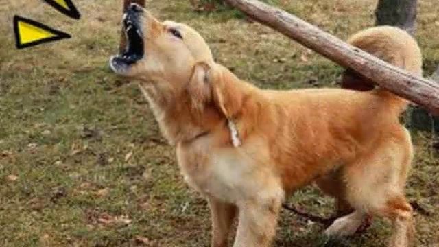 Развивающий мультик " Звуки живой природы" смотреть онлайн