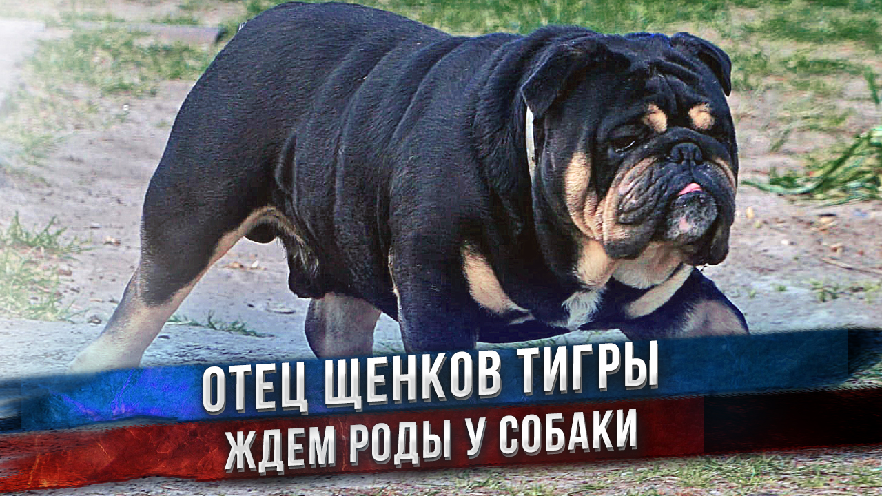 Собака на последних днях беременности. Английский Бульдог Тигра должна родить со дня на день! смотреть онлайн