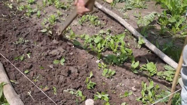 Ручной звёздочный культиватор смотреть онлайн