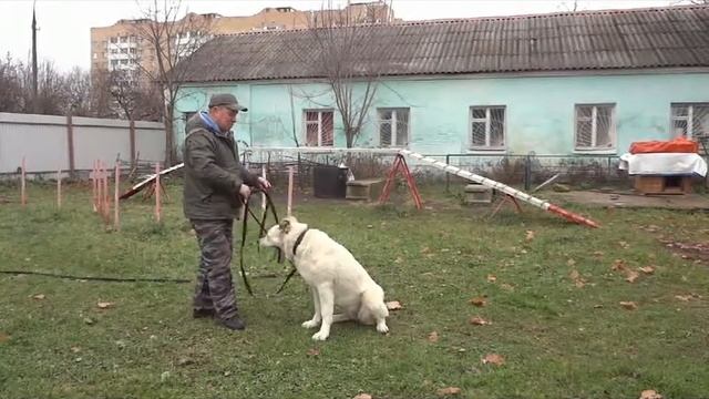 Как дрессировать собаку с тормозной нервной системой смотреть онлайн
