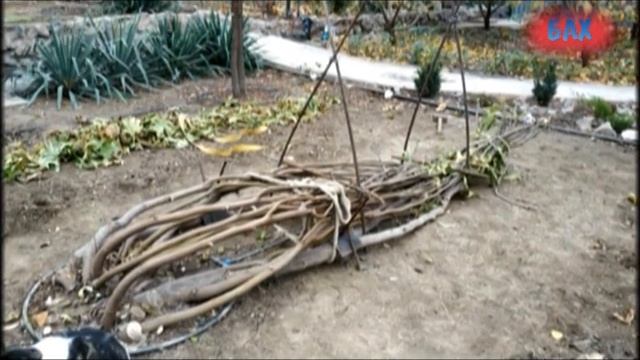 Инжир Укладка на зиму часть 4 смотреть онлайн