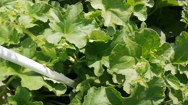 Арбузы и дыни 2021г смотреть онлайн