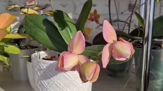 Зимние цветения азиатских и не только орхидей на лоджии❄? Красота невероятная? Сезам, Анаконда и др смотреть онлайн