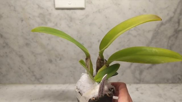 Sunset Valley Orchids | Mini Cattleya & Catasetum Haul For My Grow Lights - 1st Orchid Haul Of 2021