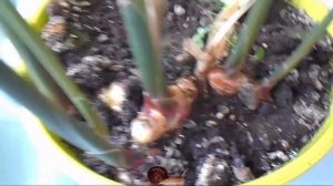 Имбирь выращиваем дома на подоконнике!